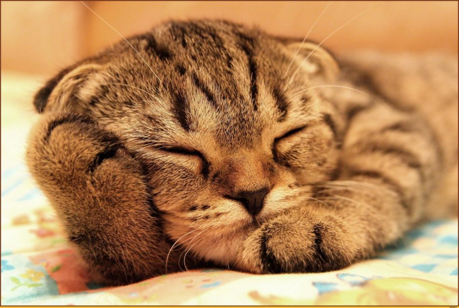 Сонный котик