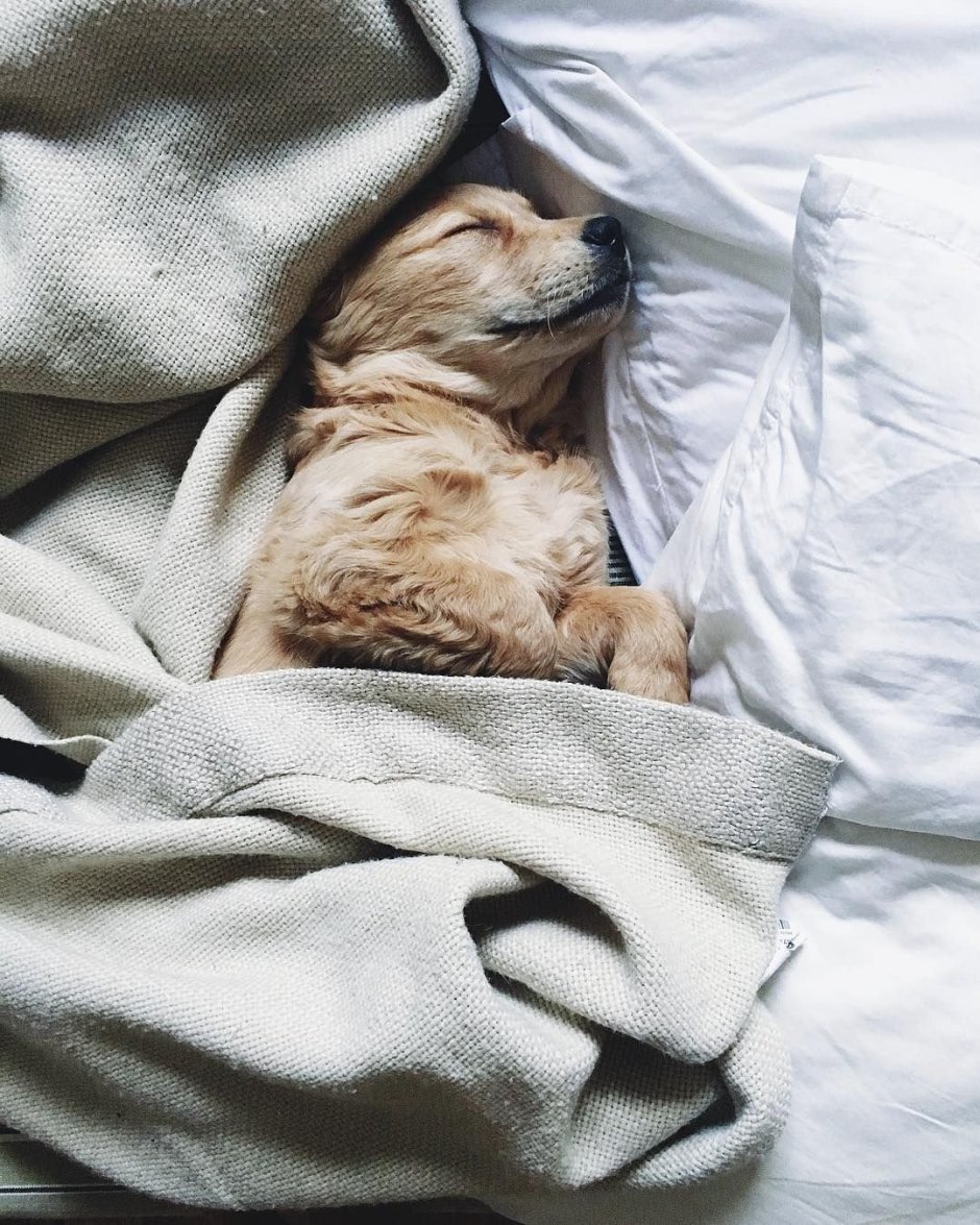 Доброе утро животные