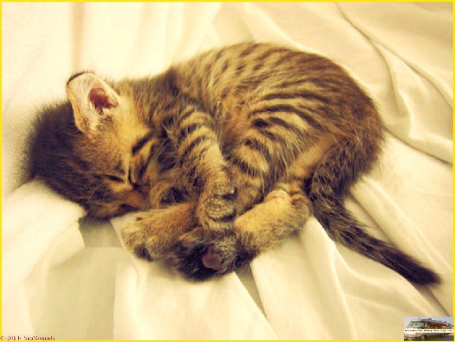 Спящий котенок