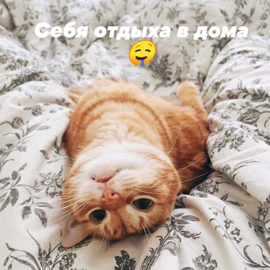 Рыжий кот проснулся