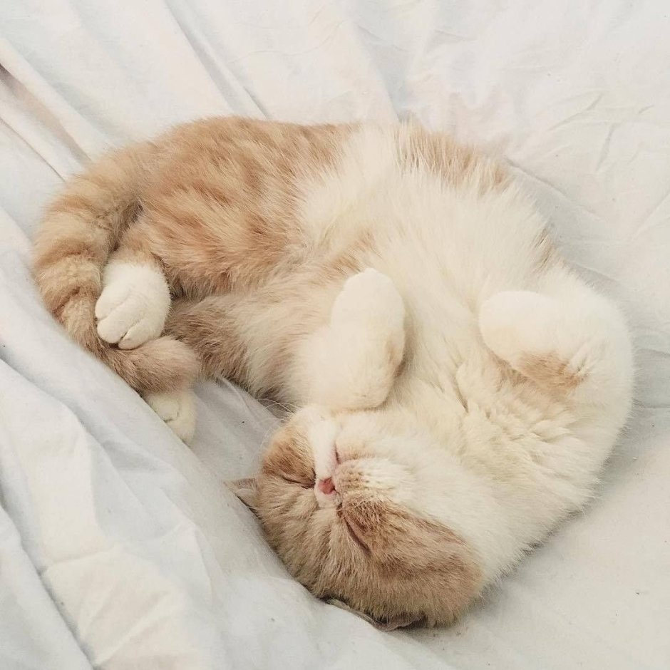 Милый котик спит