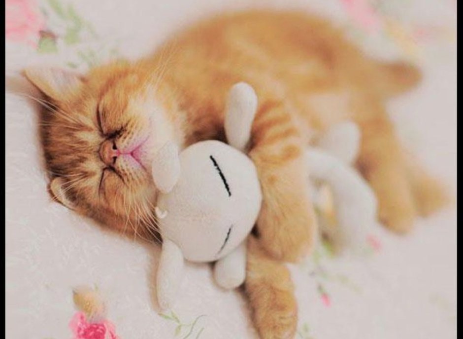 Котик спит с игрушкой