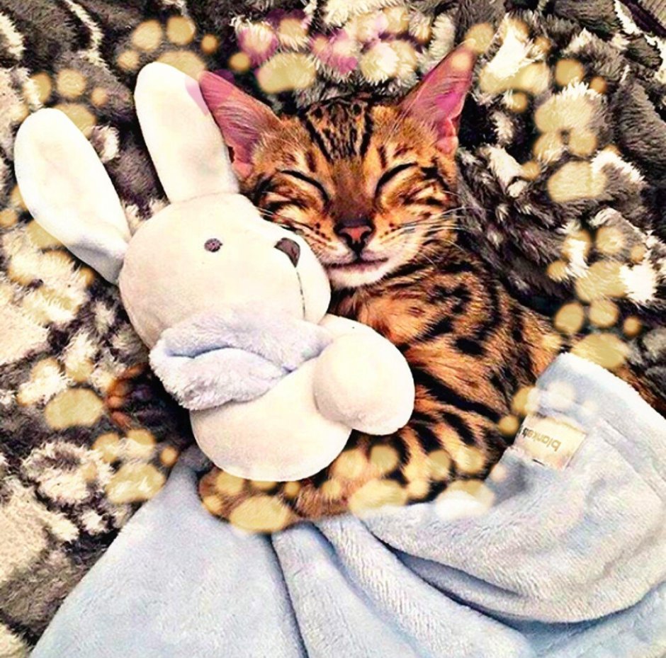 Котик спит с игрушкой