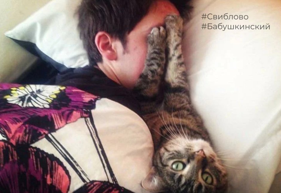 Кот в кровати