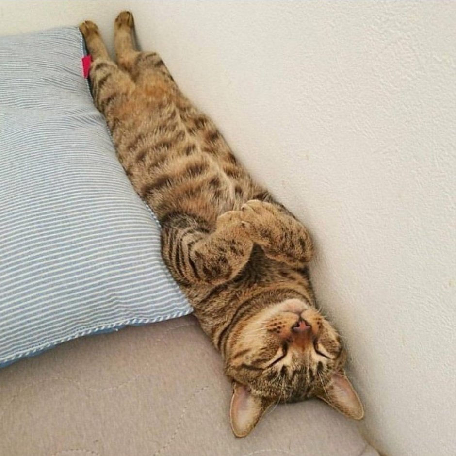 Уставший кот