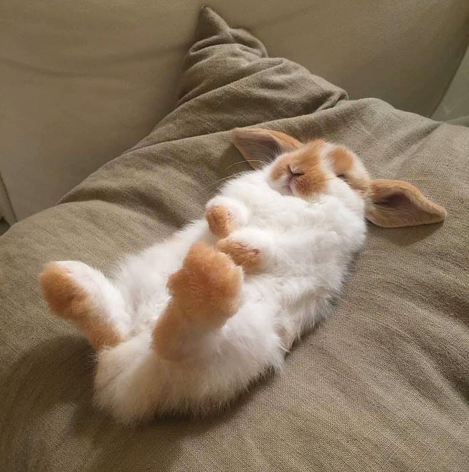 Сонный зайчик