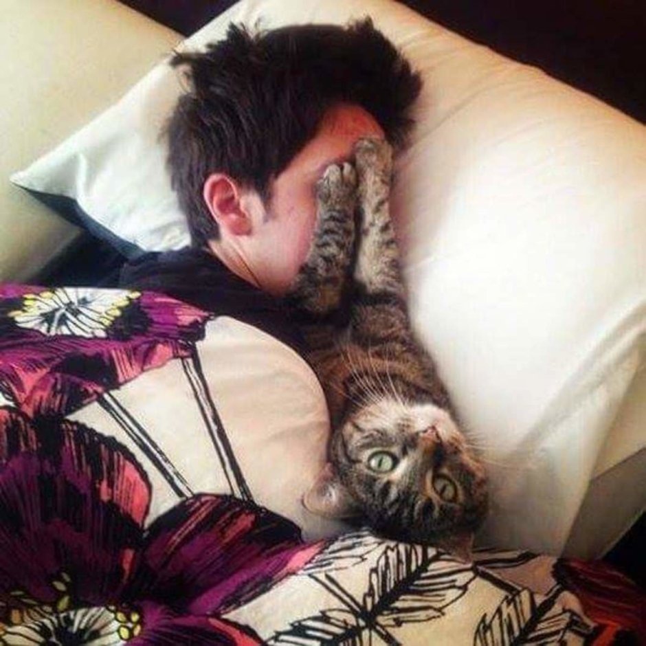 Коты спят с хозяевами