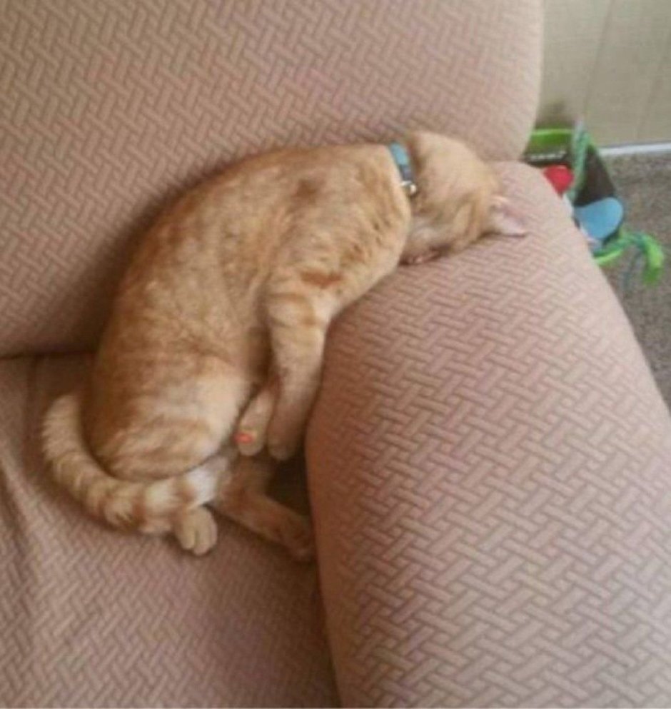 Спящий кот в смешной позе