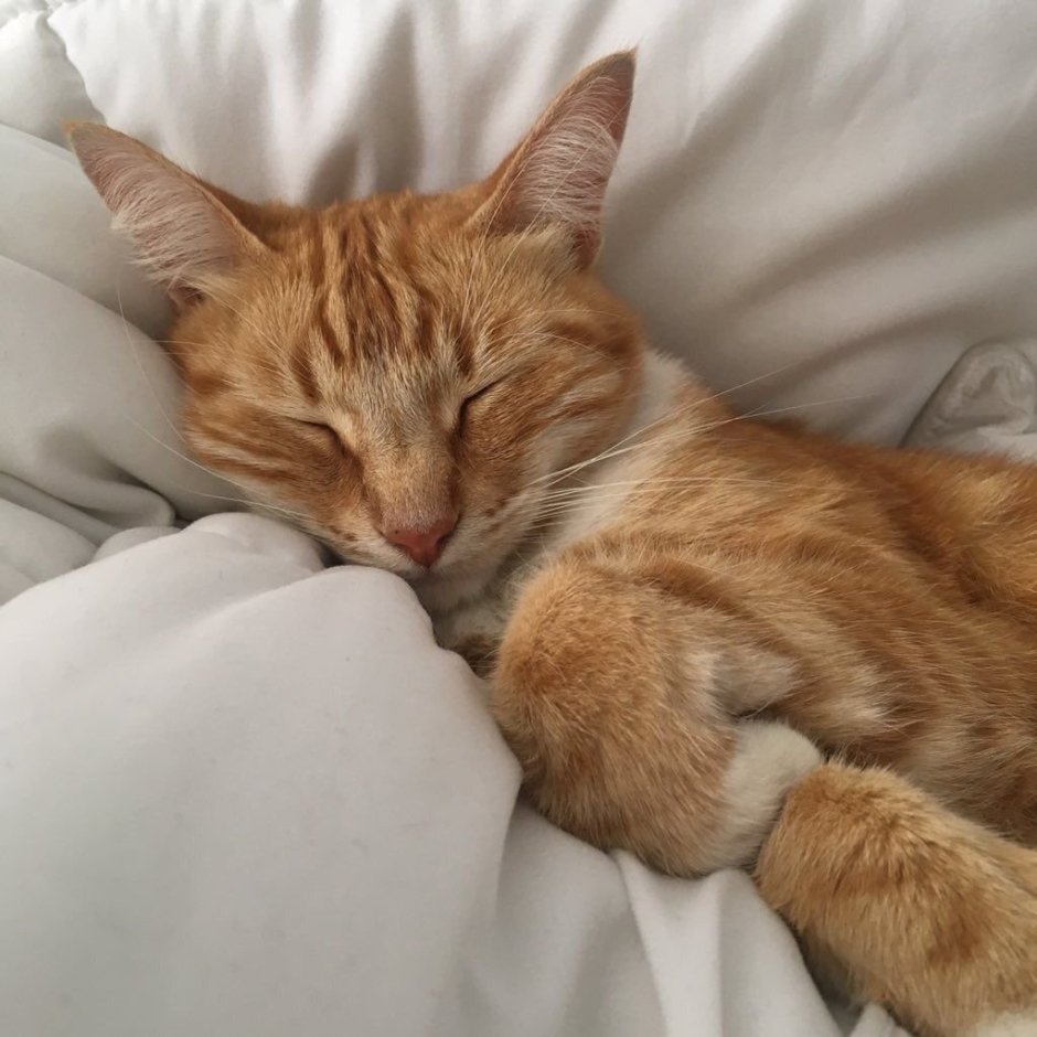 Спящий рыжий котик