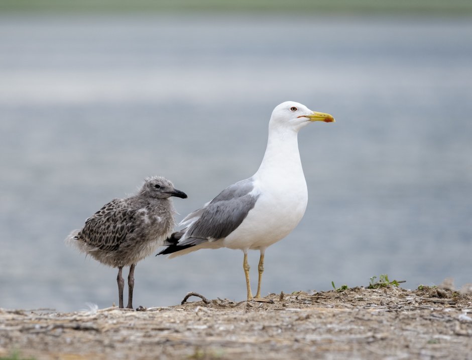 Чайка хохотунья, Южная серебристая (Larus cachinnans)
