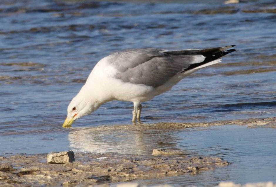 Larus cachinnans