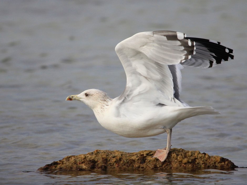 Caspian Gull