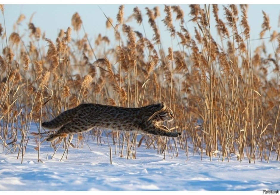 The Amur Forest Cat