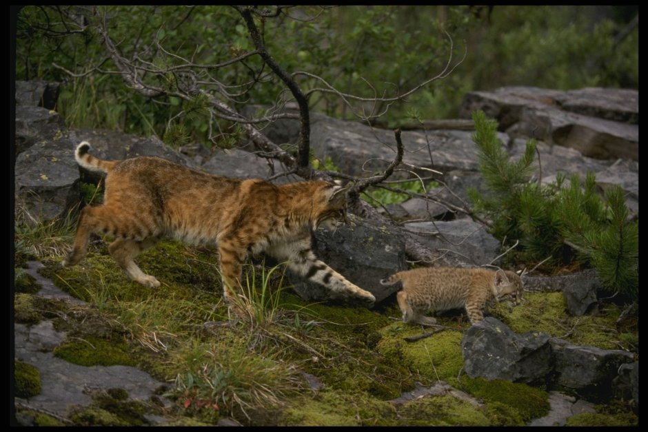 Рысь (Lynx Lynx) в дикой природе