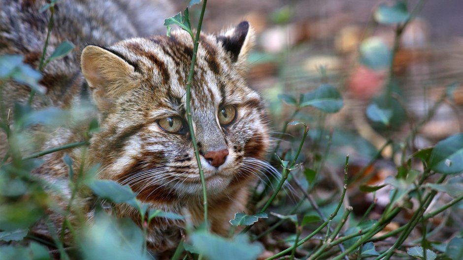 Хинганский заповедник Лесной кот