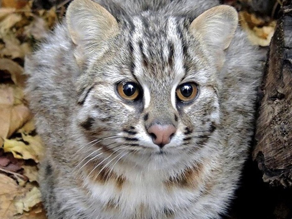 Лесной кот на Дальнем востоке