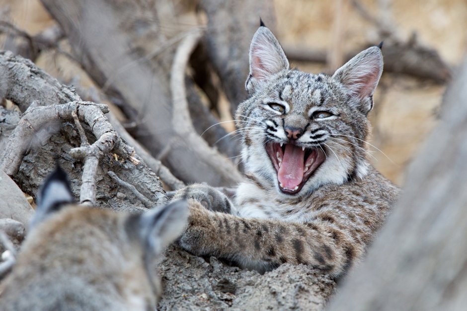 Кот Линкс