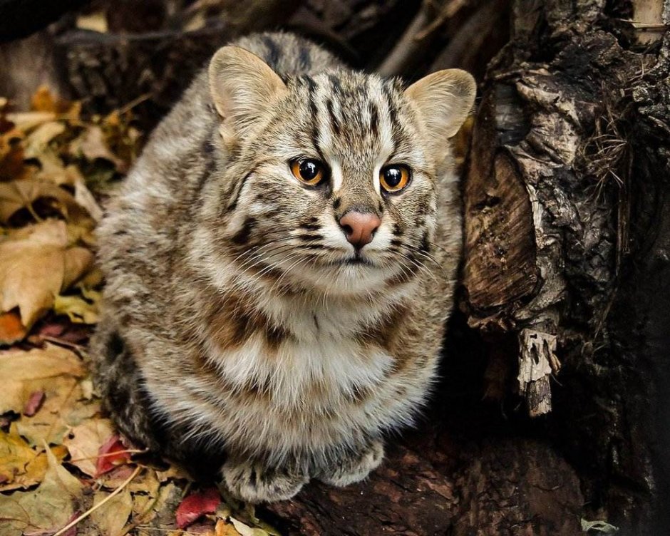 Амурский камышовый кот