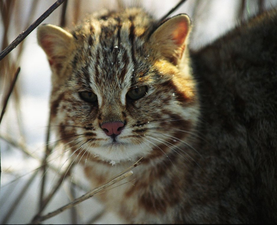 Дальневосточный Амурский Лесной кот