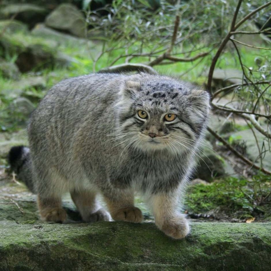 Лесной кот на Дальнем востоке