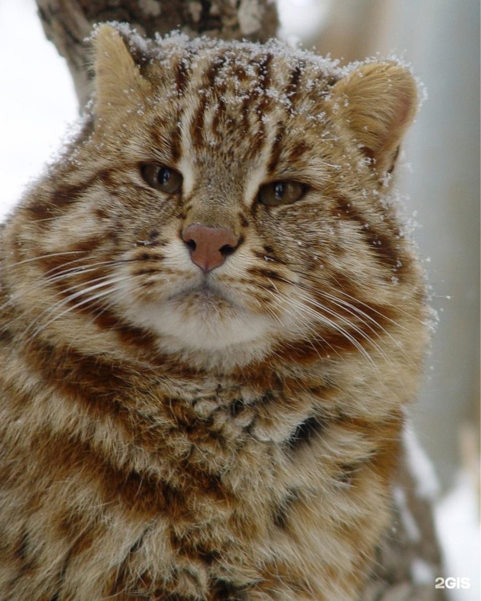 Дальневосточный Амурский Лесной кот
