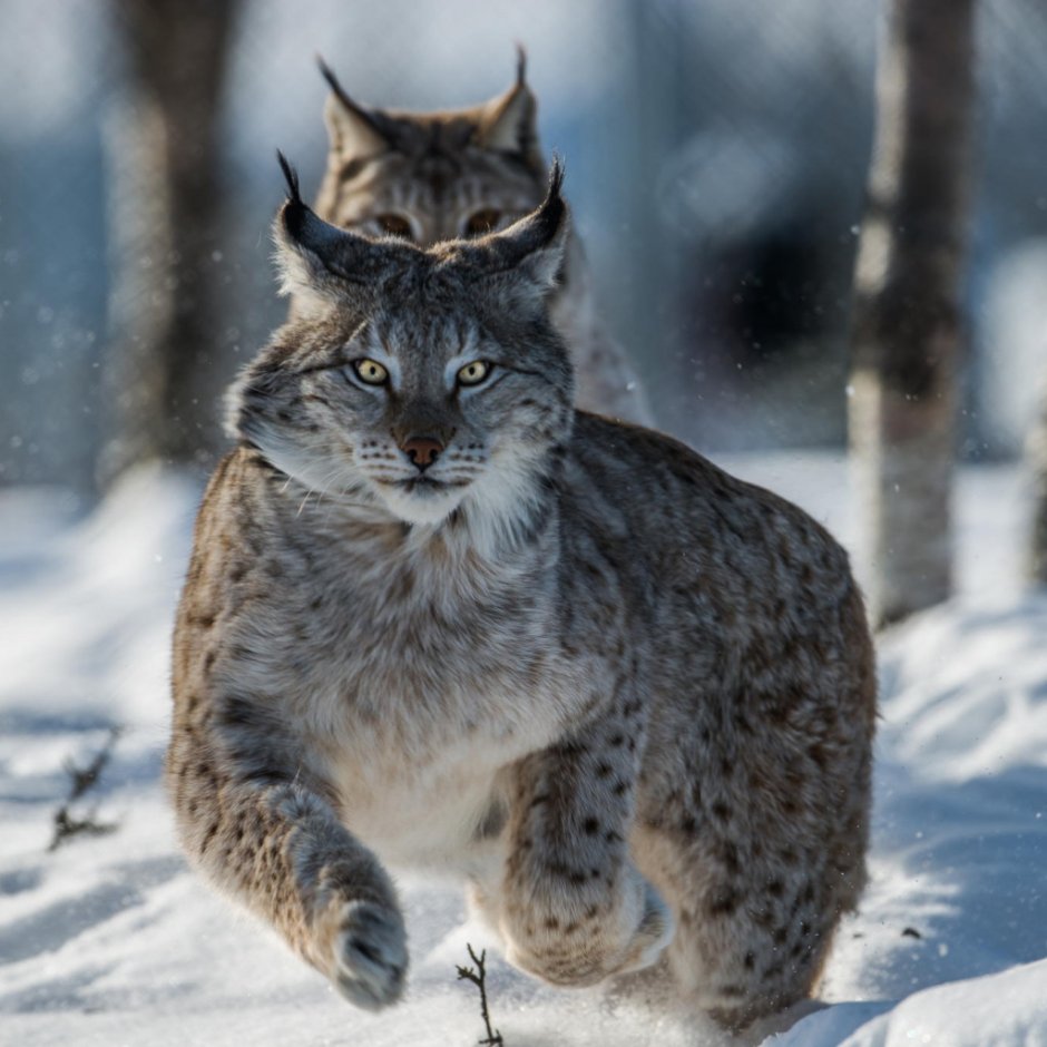 Сибирская кошка Рысь