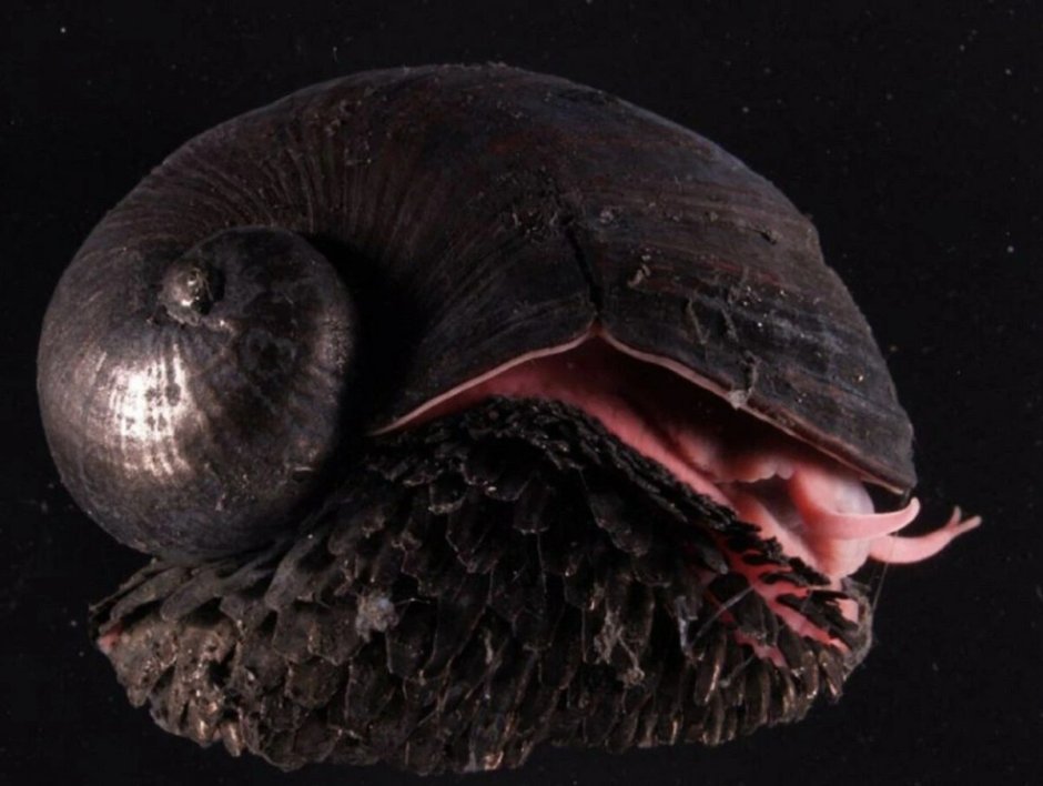Crysomallon squamiferum