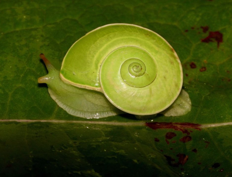 Улитка Rhinocochlis nasuta.