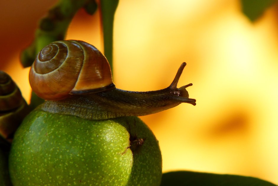 Snail с муцином улитки