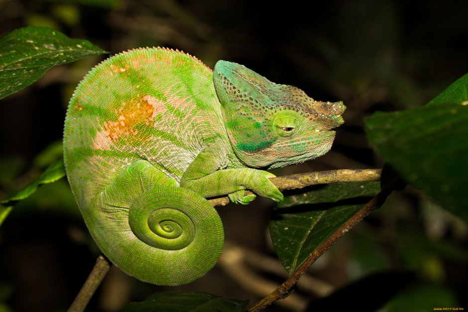 Calumma parsonii