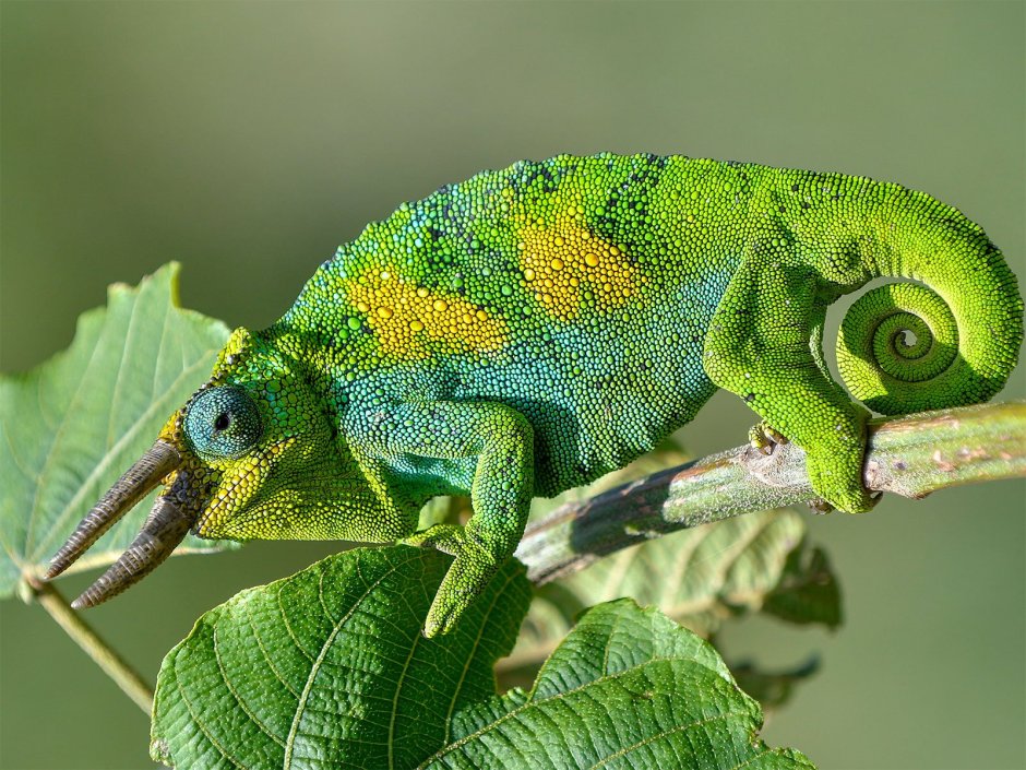 Trioceros jacksonii