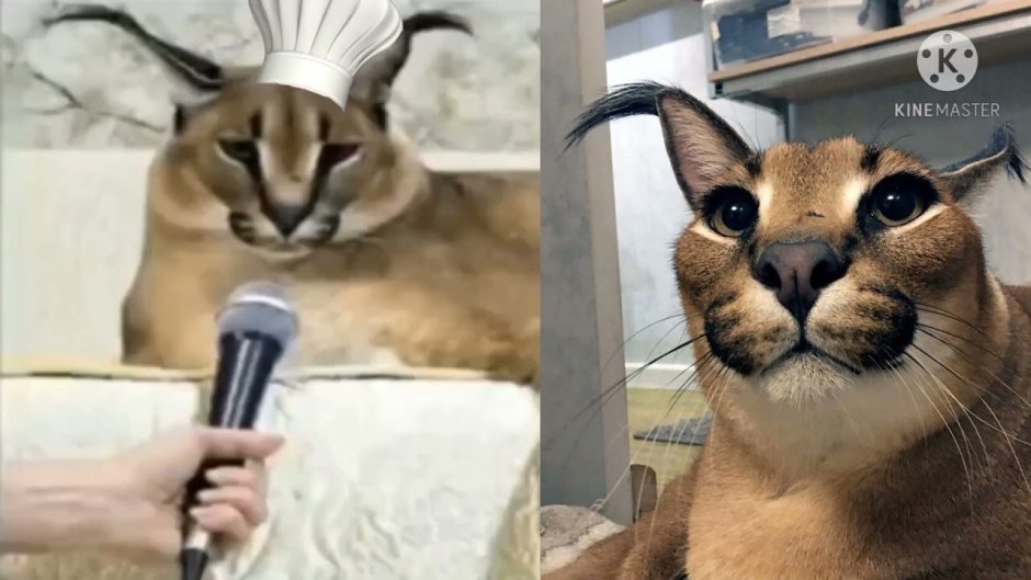 Шлёпа в ванне кот