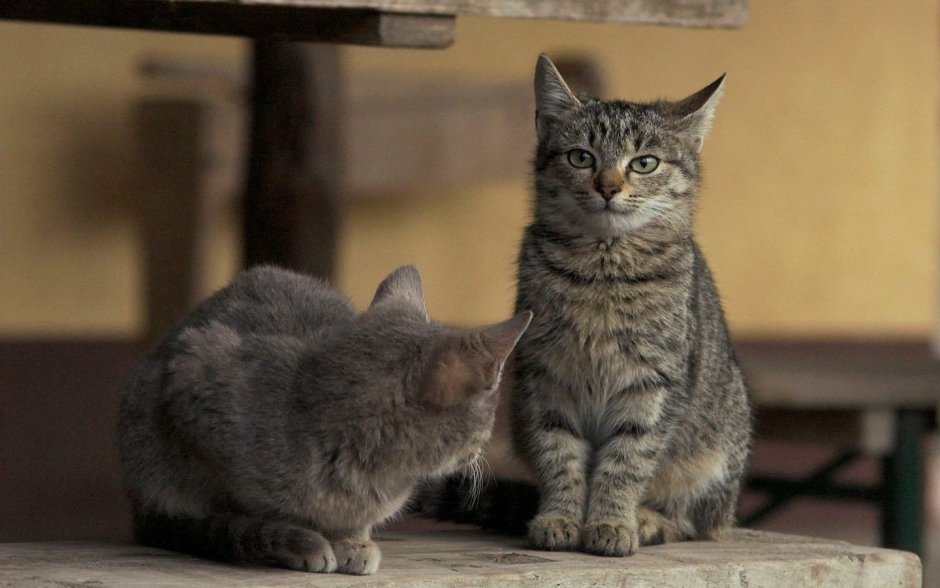 Шлепа русский кот