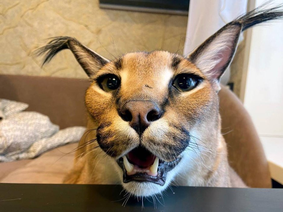 Шлёпа кот