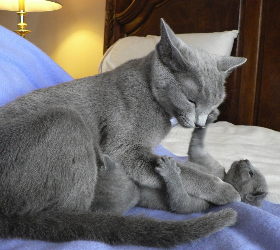 Русская голубая кошка котята