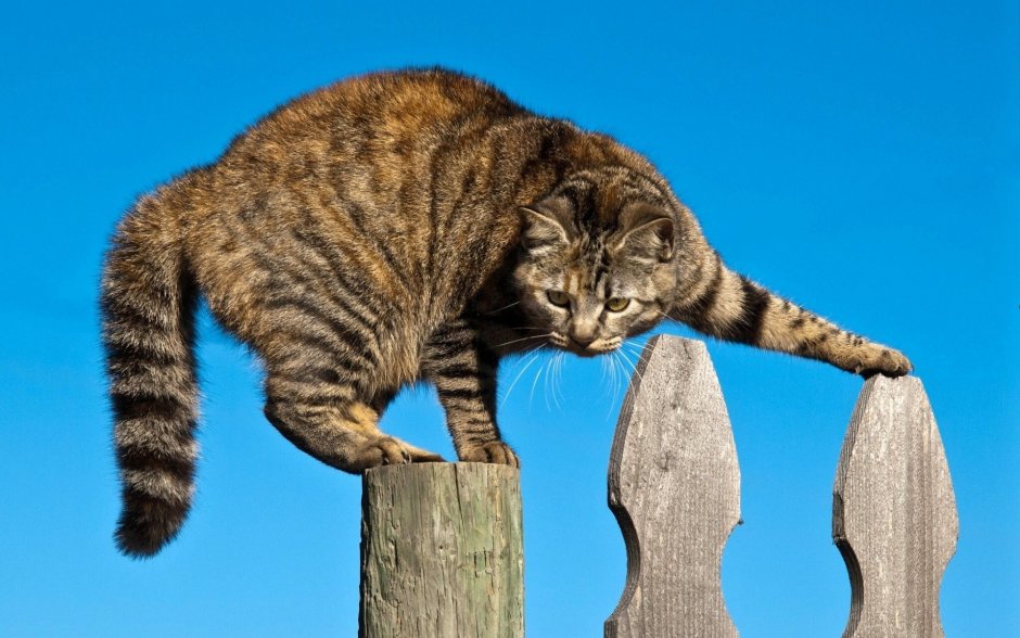 Коты на заборе
