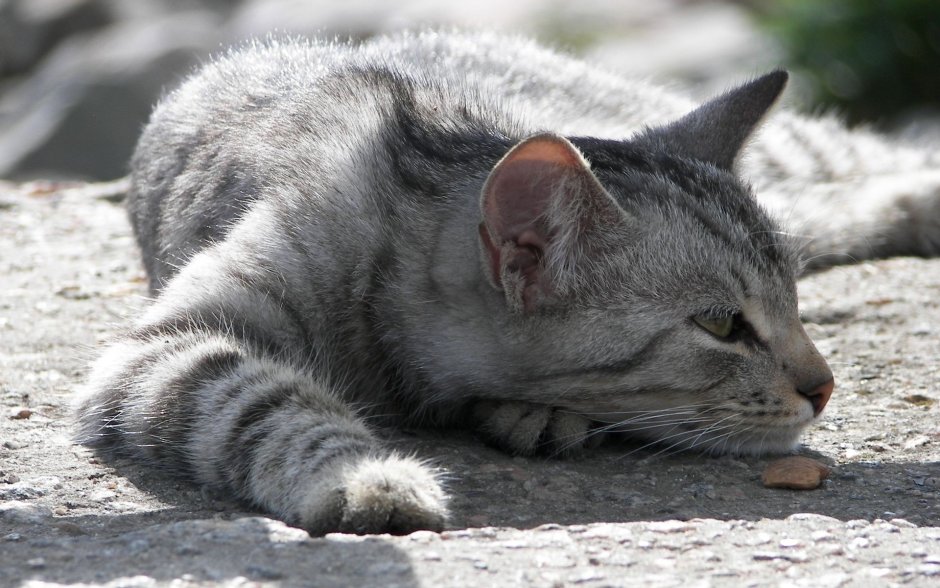 Кот серый