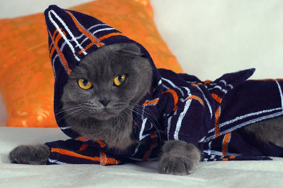 Одежда для кошек