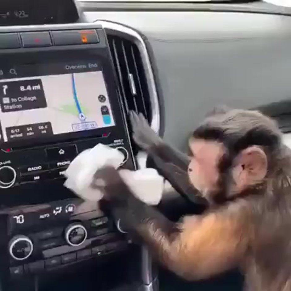 Обезьянка на машине