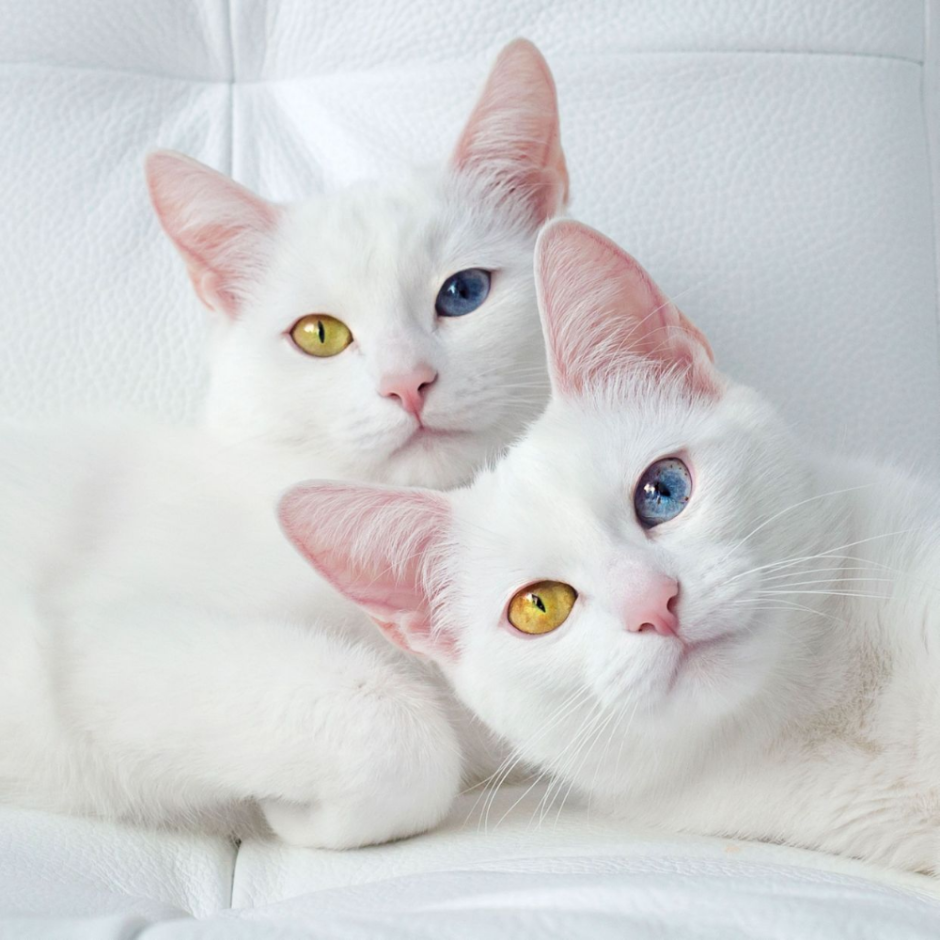 Кошечки близняшки