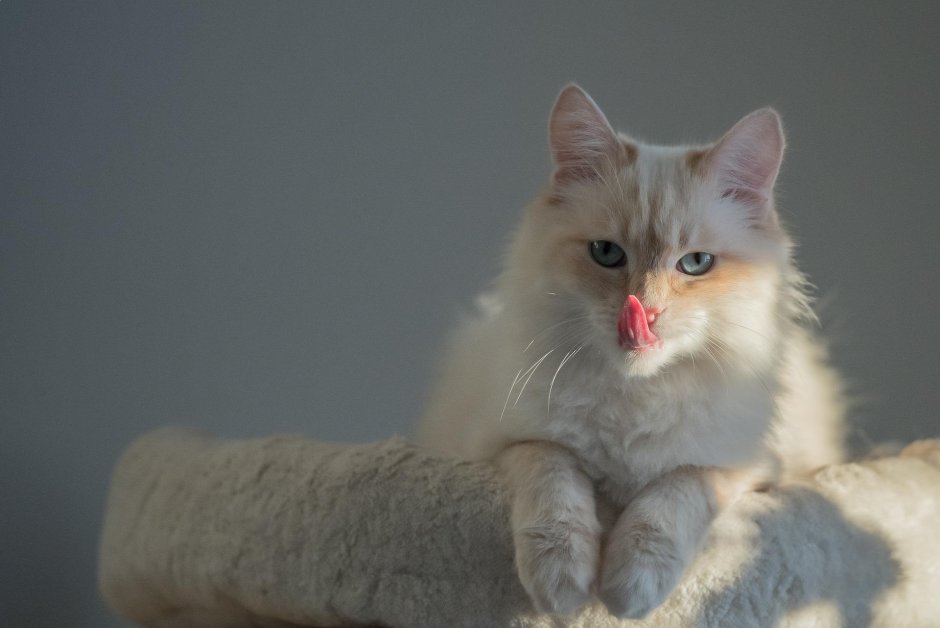 Коты закрытые расы