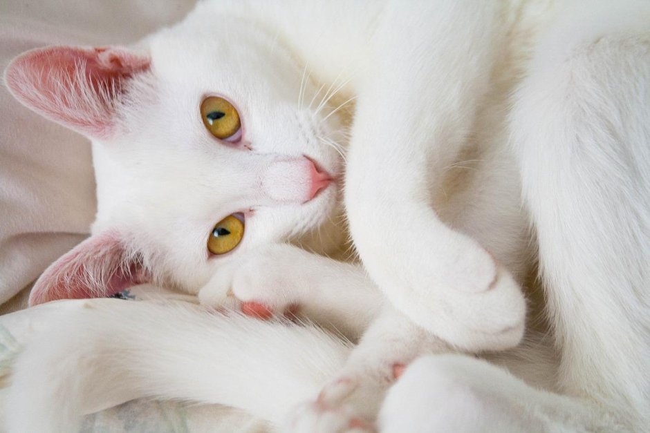 Белая кошечка