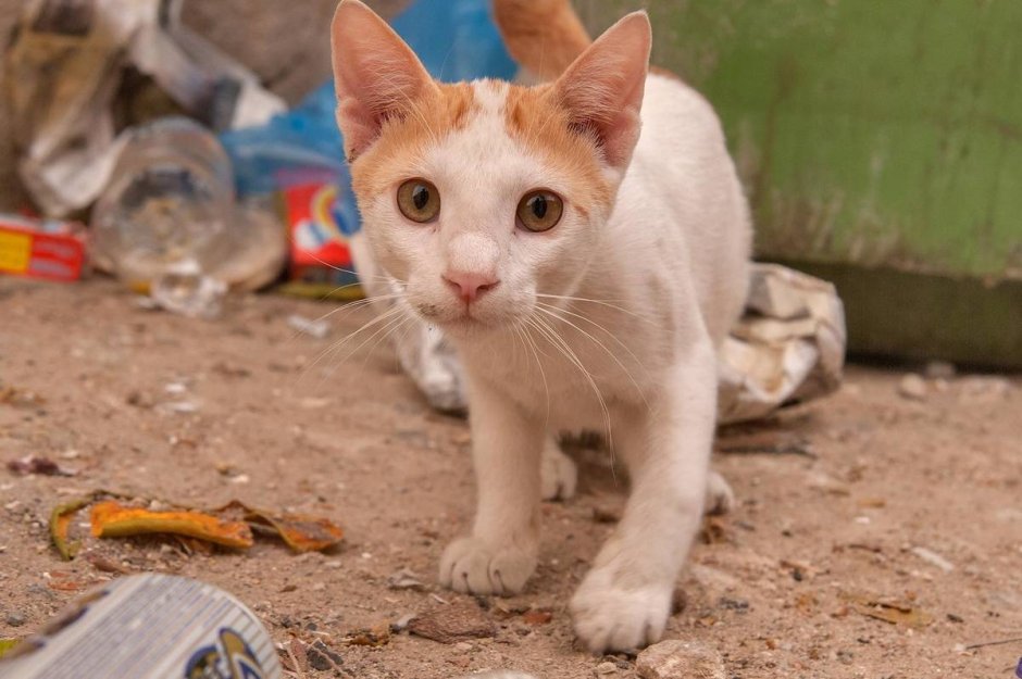 Аравийский МАУ кот