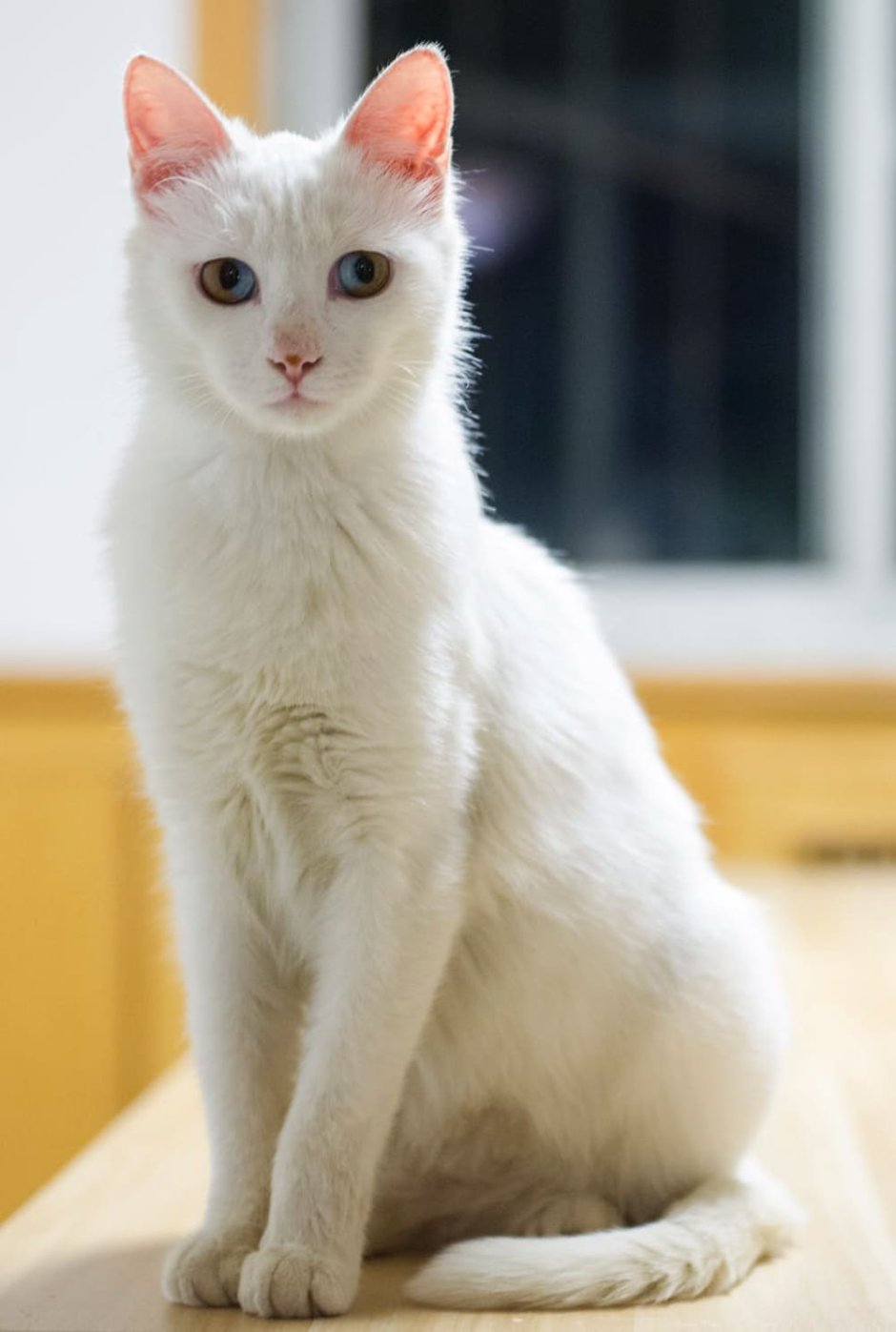 Турецкая Анатолийская кошка