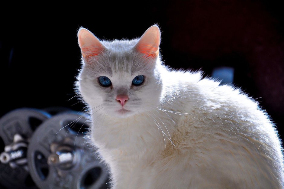 Анатолийская кошка белая