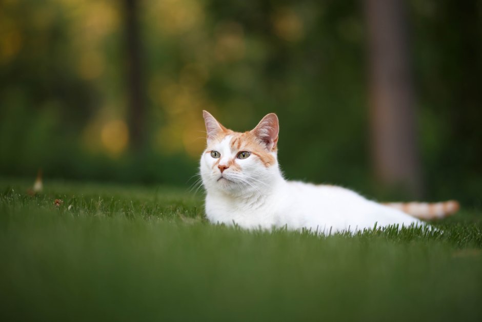 Анатолийская кошка