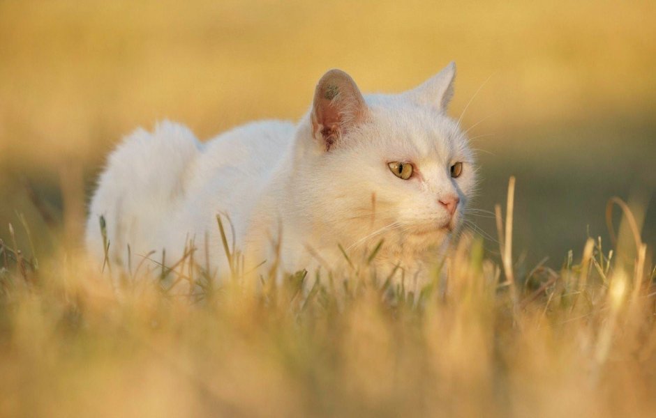 Белая кошка с желтыми глазами