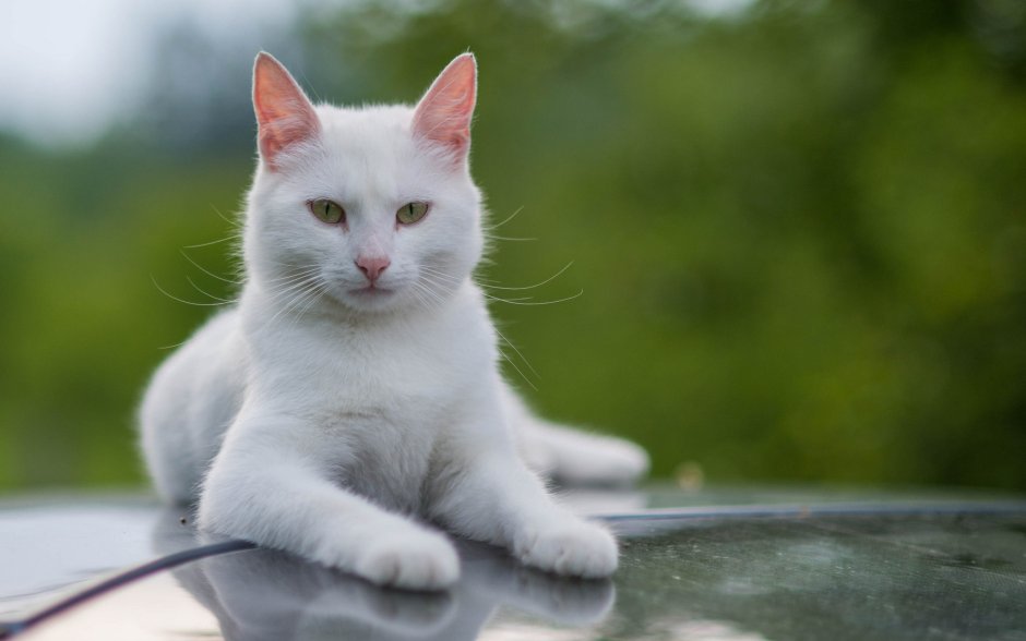 Ангорская кошка короткошерстная