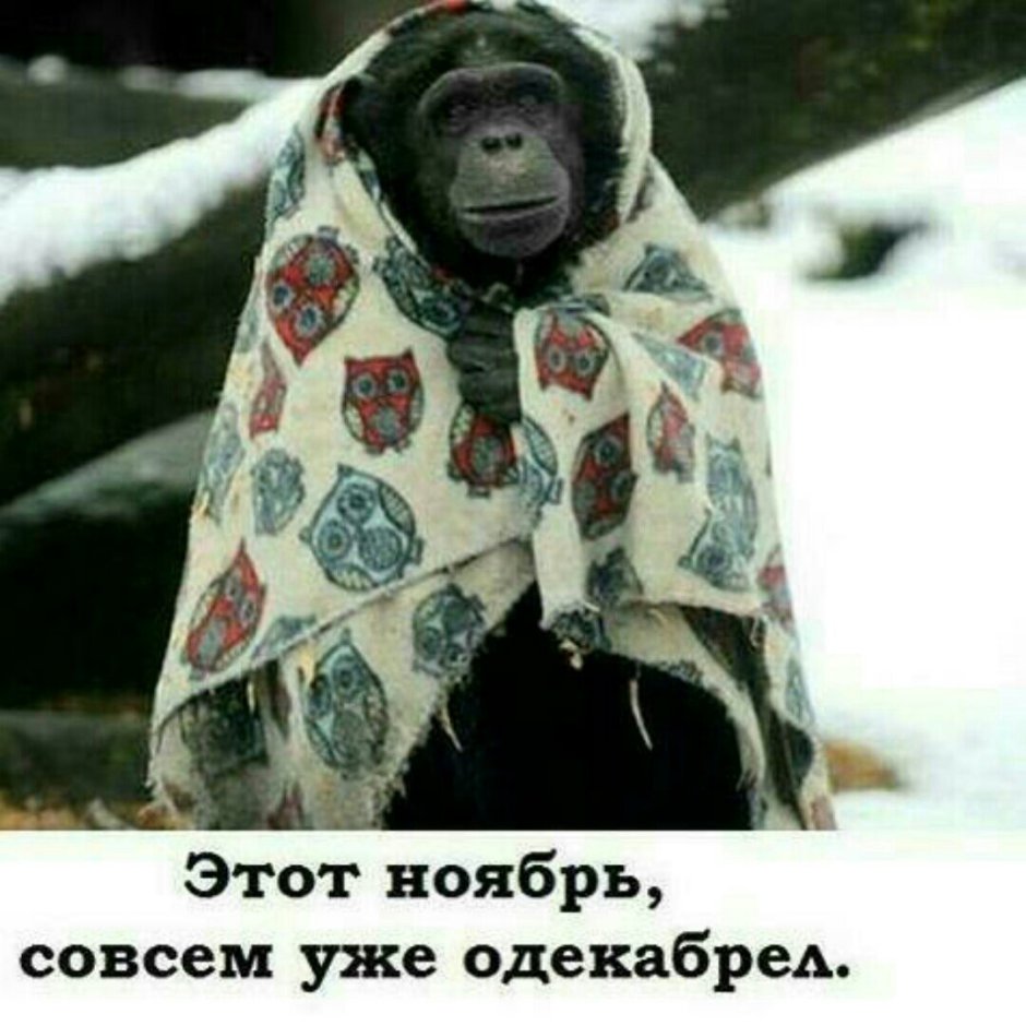 Обезьяна в платке