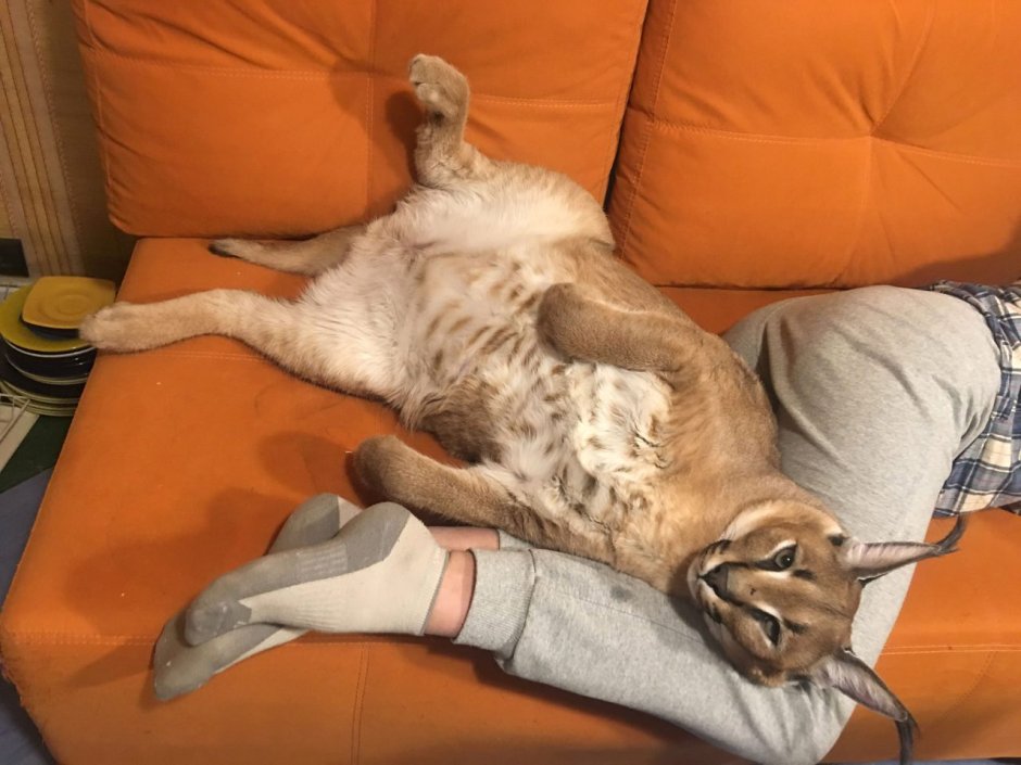 Большой русский кот